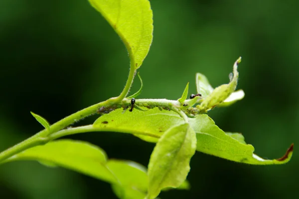 Aphids on the leaf in the home garden. Pests on plants. Protection against insects in agriculture.