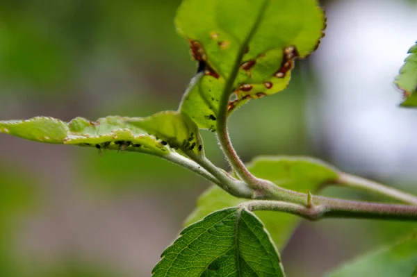 Aphids on the leaf in the home garden. Pests on plants. Protection against insects in agriculture.