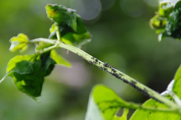 Aphids on the leaf in the home garden. Pests on plants. Protection against insects in agriculture.