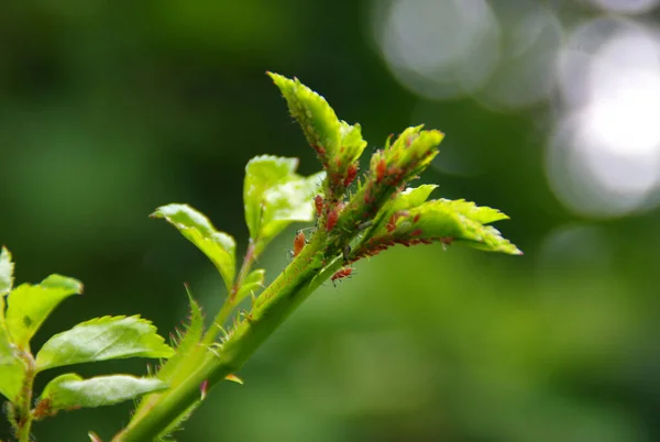 Aphids on the leaf in the home garden. Pests on plants. Protection against insects in agriculture.