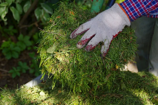 Trädgårdsmästaren Kastar Med Gafflar Händerna Nyklippt Grönt Gräs Trädgårdsredskap Handen — Stockfoto