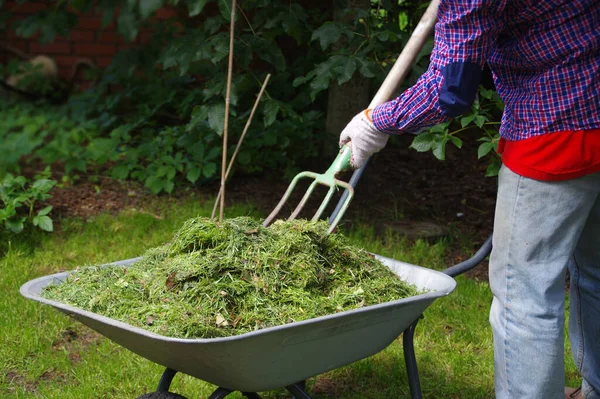 Gardener Throws Hay Forks His Hands Freshly Cut Green Grass — Stock Photo, Image