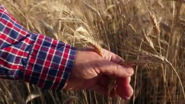 Hombre Con Grano Mano Agricultor Supervisa Cuida Campo Trigo Antes — Vídeos de Stock