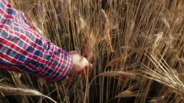 Granjero Toca Espiga Llena Grano Escena Rural Antes Cosecha Agricultura — Vídeos de Stock