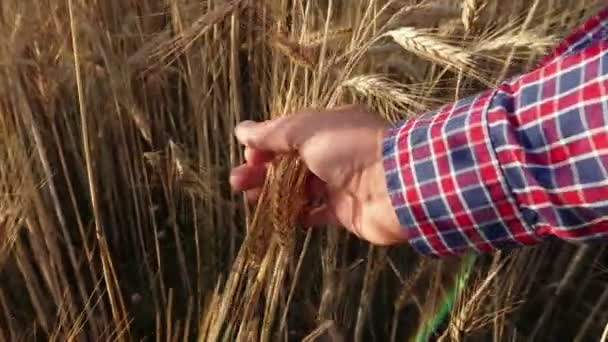 Homem Com Grão Mão Agricultor Supervisiona Cuida Campo Trigo Pronto — Vídeo de Stock