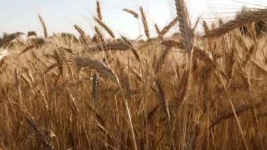 Tahıl tarlası hasat için hazır. Kırsal alan. Organik tarım ve doğal buğday ekimi. Altın kulakların yanında hareket eden kameradan görüntü.