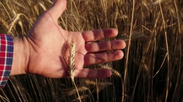 Granjero Con Grano Mano Hombre Supervisa Cuida Campo Trigo Antes — Vídeos de Stock