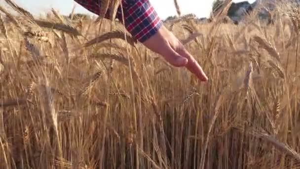 Hombre Con Grano Mano Agricultor Supervisa Cuida Campo Trigo Antes — Vídeos de Stock