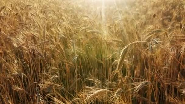 Campos Dorados Grano Listos Para Cosecha Bajo Sol Orejas Trigo — Vídeos de Stock