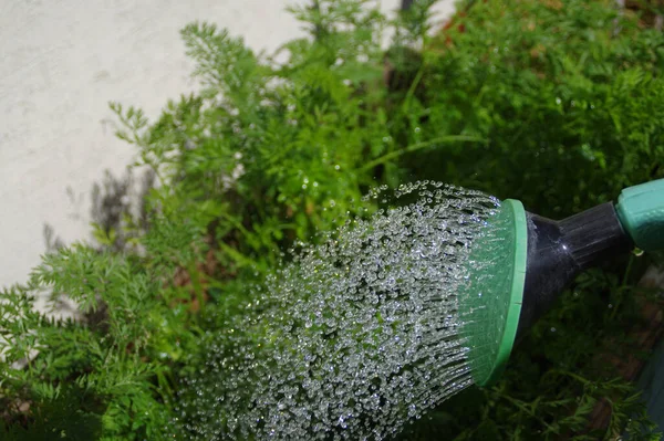 Ruisseau Eau Provenant Arrosoir Culture Dans Jardin Maison Macro Shot — Photo