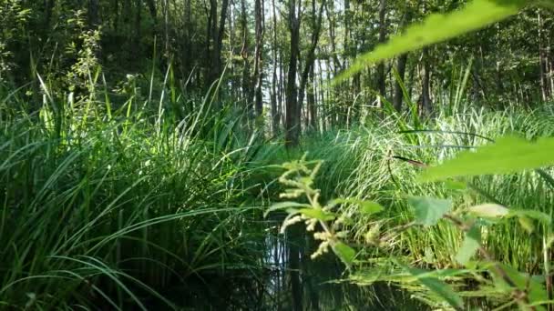 Humedales Pantanos Salvajes Con Hierba Juncos Bosque Restauración Depósitos Naturales — Vídeos de Stock