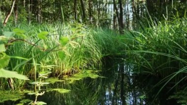 Doğal su rezervi yenilenmiş. Çimlerle ve ormandaki sazlıklarla vahşi sulak arazi. Doğa, ekoloji ve çevre bakımı kavramı. Bataklıktaki yeşil bitkilerin yanında hareket eden kamera..