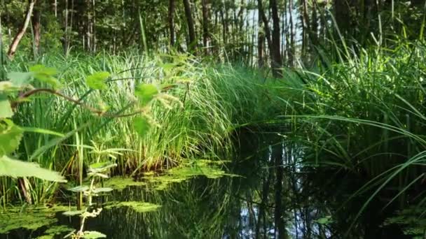 Depósitos Naturales Retención Agua Restaurados Humedal Salvaje Con Hierba Cañas — Vídeo de stock