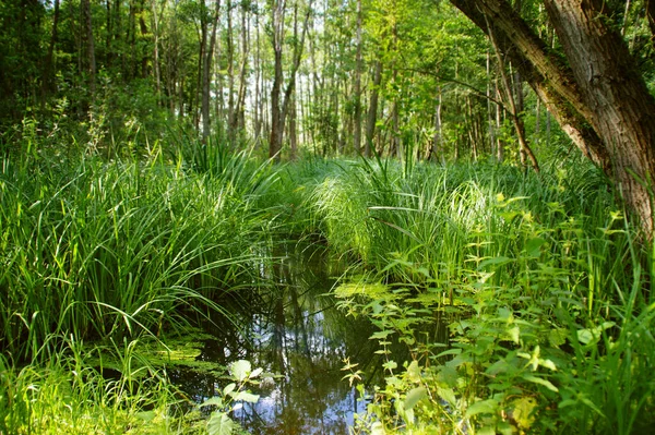 Wetlands. Wild swamps with the grass and reeds in forest. Restoring natural water retention reservoirs. Concept of nature, ecology and environment.