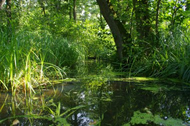 Suyun içinde bitkiler olan doğal sulak arazi. Doğa, ekoloji ve çevre bakımı kavramı. Restore edilmiş su deposu. Vahşi ormandaki bataklıklarda yeşil sazlıklar.