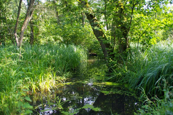 Naturalne Mokradła Roślinami Wodzie Pojęcie Przyrody Ekologii Troski Środowisko Odrestaurowane — Zdjęcie stockowe