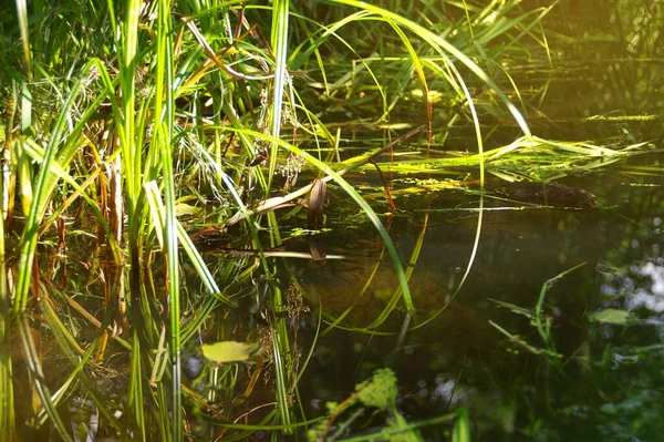 Natural wetland with the plants in water. Concept of nature, ecology and environment care. Restored water retention reservoirs. Green reeds in swamps in wildness.