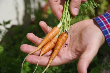 Avuçta taze havuç. Organik sebze yetiştirme. Doğal bir vitamin kaynağı. Ev bahçesinde sağlıklı yiyecekler.