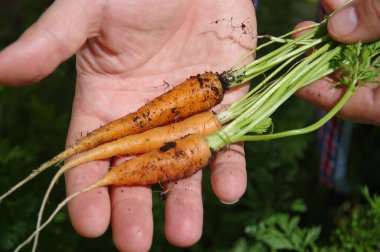 Avuçta taze havuç. Organik sebze yetiştirme. Doğal bir vitamin kaynağı. Ev bahçesinde sağlıklı yiyecekler.