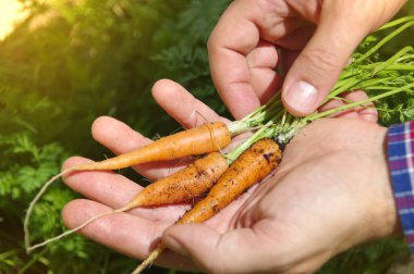 Avuçta taze havuç. Organik sebze yetiştirme. Doğal bir vitamin kaynağı. Ev bahçesinde sağlıklı yiyecekler.