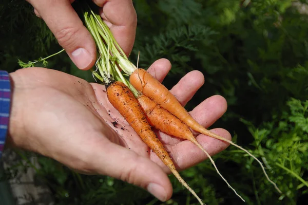 Fresh carrot on the palm. Organic vegetable cultivation. A natural source of vitamins. Healthy food in the home garden.