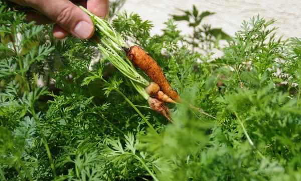 Zanahoria Fresca Palma Cultivo Vegetal Ecológico Una Fuente Natural Vitaminas — Foto de Stock