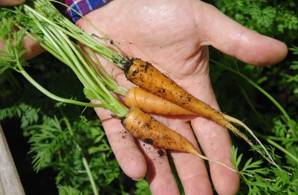 Fresh carrot on the palm. Organic vegetable cultivation. A natural source of vitamins. Healthy food in the home garden.