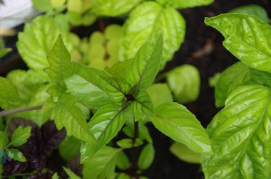 Ev bahçesinde yeşil yapraklı fesleğen. Organik baharat ve ot yetiştiriciliği. Doğal yenilebilir bitkiler.