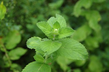 Ev bahçesinde yeşil yapraklı nane şekeri. Taze organik baharat ve ot yetiştiriciliği. Doğal yenilebilir bitkiler.