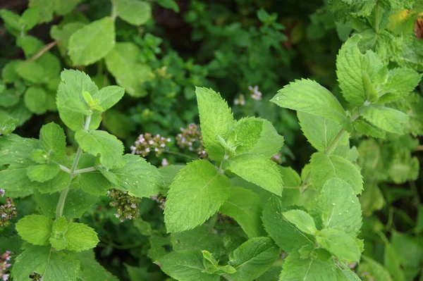 Menthe Aux Feuilles Vertes Dans Jardin Maison Épices Herbes Biologiques — Photo