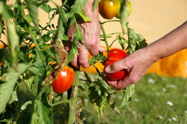 Jag Plockar Färska Tomater Buskarna Att Skörda Ekologiska Frukter Hemträdgården — Stockfoto