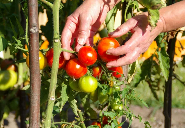 Jag Plockar Färska Tomater Buskarna Att Skörda Ekologiska Frukter Hemträdgården — Stockfoto