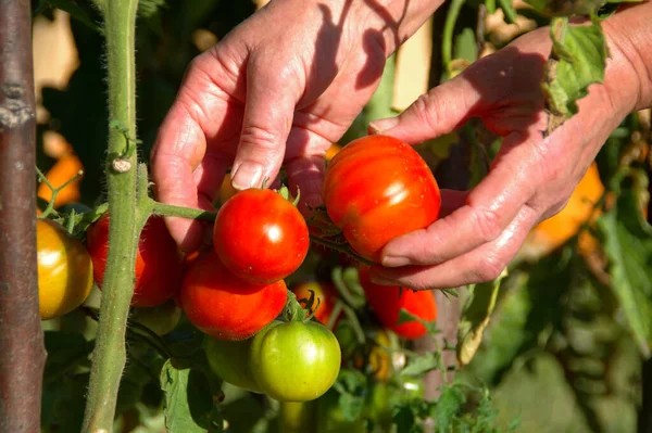 Çalılıklardan taze domates topluyorum. Ev bahçesinde organik meyve topluyorum..