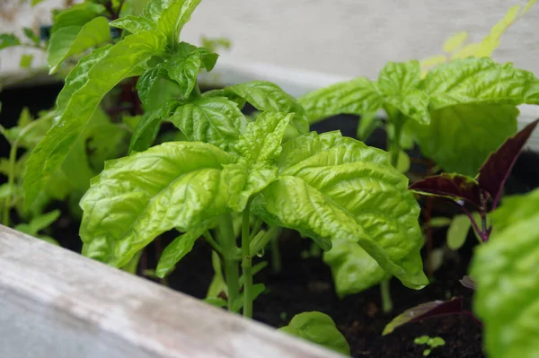 Albahaca Con Hojas Verdes Jardín Del Hogar Agricultura Ecológica Especias — Foto de Stock