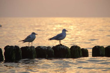 Dalgakıranda martılar. Deniz kenarındaki yabani kuşlar.