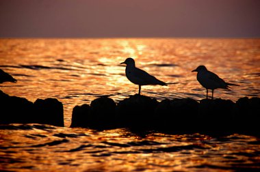 Dalgakıranda martı siluetleri. Gün batımında deniz kenarındaki vahşi kuşlar. Arka planda ateşli kızıl deniz.