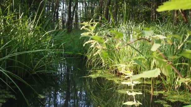 Φυσικός Υγρότοπος Φυτά Στο Νερό Έννοια Της Φύσης Οικολογία Και — Αρχείο Βίντεο