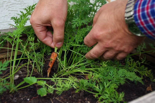 Organic vegetable cultivation. A bunch of natural fresh carrots in the hands of the farmer. Vegetarian food production.