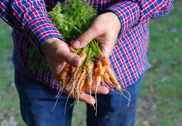 Organic vegetable cultivation. A bunch of natural fresh carrots in the hands of the farmer. Vegetarian food production.