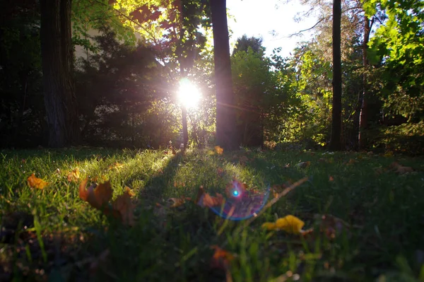 树叶间的阳光 秋天的阳光在公园里 自然中的季节性场景 — 图库照片