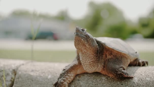 Große Schildkröte auf der Landstraße — Stockvideo