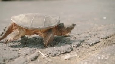 Kaplumbağa yol gider