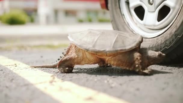 Turtle di jalan berjalan di bawah mobil — Stok Video