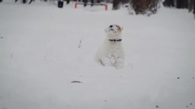 Köpek Jack Russell Rough korkunç oyun whit kar. Kış hava ağır çekim