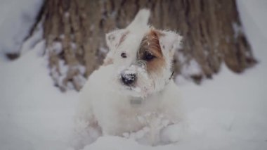 Köpek Jack Russell Rough korkunç oyun whit kar. Kış hava, park yeri ağır çekim. yakın çekim