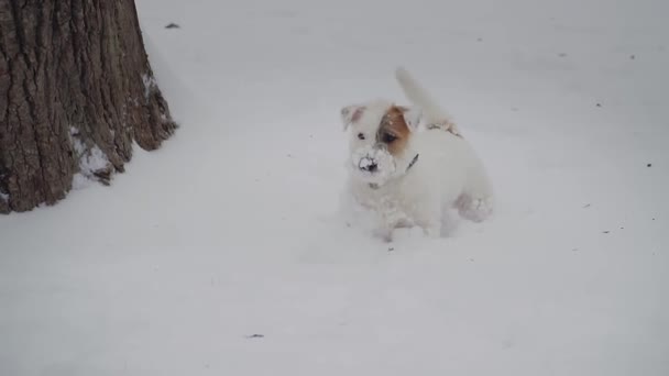 Σκυλιών τεριέ του Jack Russell τραχύ παίζουν Γουίτ χιόνι. Χειμώνα καιρό αργή κίνηση. κοντινό πλάνο — Αρχείο Βίντεο