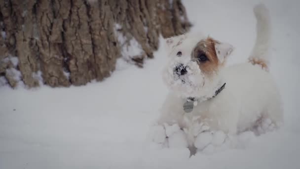 Perro Jack Russell Rough terrier Jugando con nieve en el parque. Invierno Tiempo en cámara lenta. de cerca — Vídeo de stock