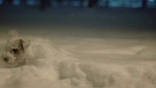 Hund Jack Russell Rough Terrier spielt mit Schnee im Park. Nachts. Winterwetter Zeitlupe. Nahaufnahme — Stockvideo