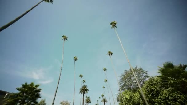 Conduciendo a través de palmeras en Beverly Drive, cielo azul, plano ancho. Beverly Hills — Vídeo de stock
