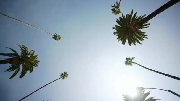 Áthajtás a pálmafák a Beverly Drive, kék ég fikarcnyi sunlights széles lövés. Beverly hills-i — Stock videók